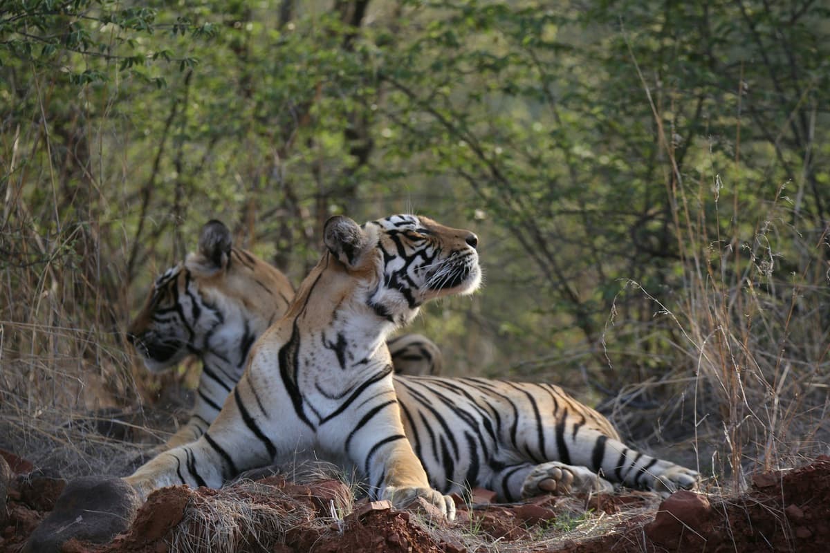 Ranthambore